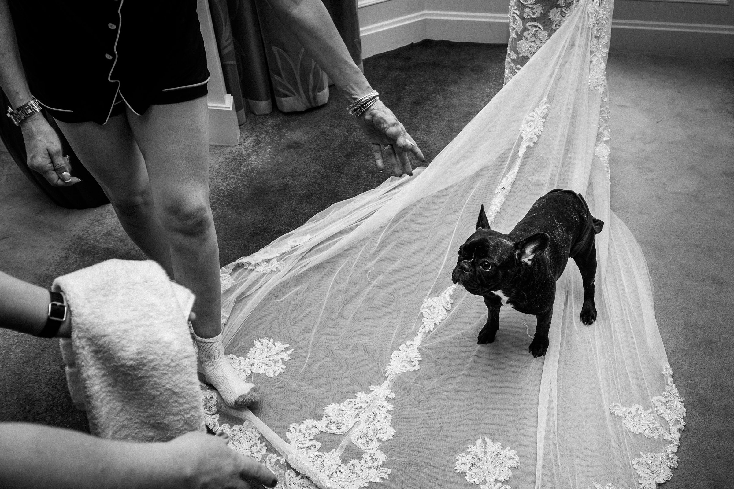 French bulldog standing on the bride’s lace train during preparations